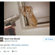 Image for article titled Belgian Twitter Users Are Supporting Police By Tweeting Cats